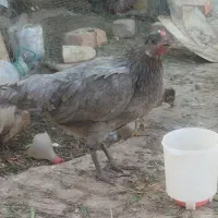 مرغ کورچ باتخم