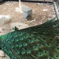 طاووس هندی ،طاووس مصری ،طاوس ،بوقلمون