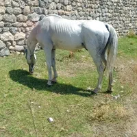 اسب نریان
