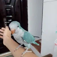جوجه راهب آبی فول دستی