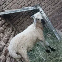 بره نر 8ماهه بهترین رند خانگی نیست