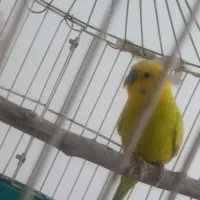 طوطی