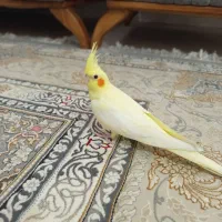 سه عدد عروس هلندی
