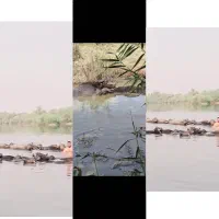 گاومیش