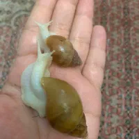 حلزون سالم و زیبا