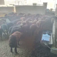 بره افشاری نروماده