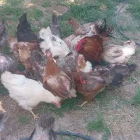 مرغ تخم گذار