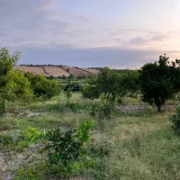 مازندران-فروش-4300-متر-باغ-در-نزدیکی-کمربندی-نکا