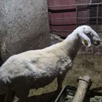 بره نر اصف