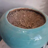 گلدان|گل و گیاه طبیعی|نیشابور, فردوس شمالی|دیوار