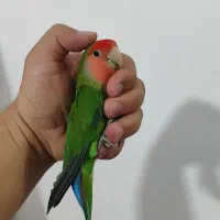 دوتا طوطی برزیلی دستی