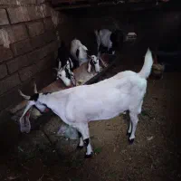 بز دو رگ جوان