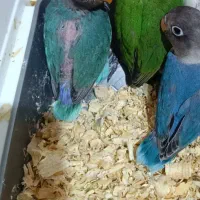 طوطی فیشر برزیلی