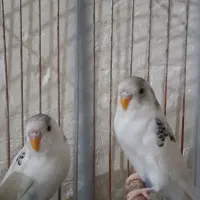 جفت مرغ عشق بسیار زیبا