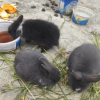 خرگوش لوپ جرسی