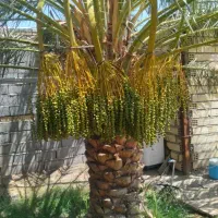 درخت بند