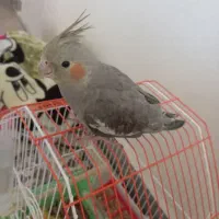 عروس هلندی با قفس