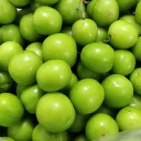 گرجه سبز تاز