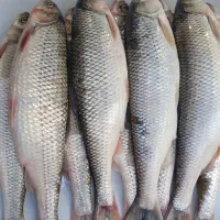 ماهی سفید صید روز دریای خزر