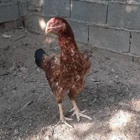 مرغ لاری افغان