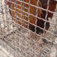مرغ وخروس