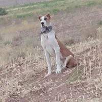 توله ماده 7ماه