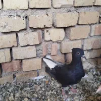 پرنده