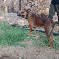 سگ ژرمن
