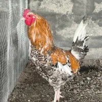 خروس گلین و قوغاز نر