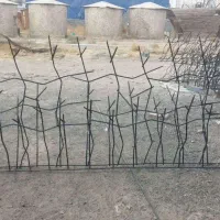 حفاظ شاخ گوزنی در اصفهان