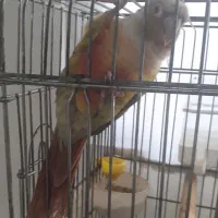 طوطی آناناسی یکساله