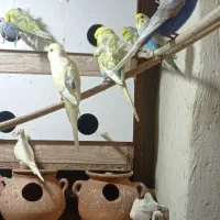 مرغ عشق مولد بالغ