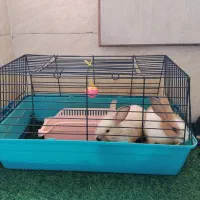 بچه خرگوش نژاد دار(جرسی،لوپ) همراه با قفس