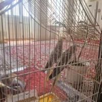 دو عدد عروس هلندی ۱۰ماهه.نر و ماده