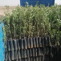 نهالستان پسته نوغانی