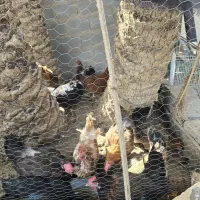 فروش مرغ تخمگذار و خروس