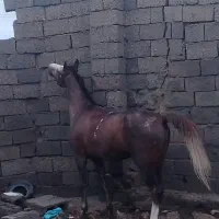 اسب عرب جوان باموتور هم معاوضه میکنم سیجی ۱۵۰