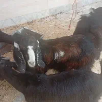 چهار عدد بزغاله فروشی