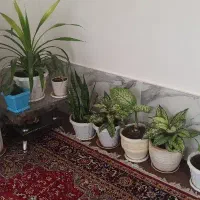 گل‌های اپارتمانی