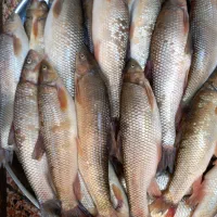 ماهی خوشمزه طبیعی کیلویی ۲۰۰،۰۰۰هزار تومان