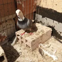 کفتر به شرط معاوضه با پاد یا ویپ