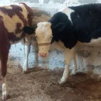 گوساله ماده سیمینتال