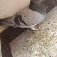 کبوتر سرخ وپلاکی سبز