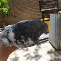 پرنده|پرنده|بافت, |دیوار