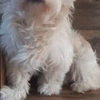 من ناشنوا هستم سگم گمشده