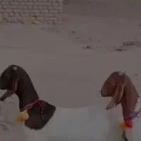 بزغاله پاکستانی دوقلو