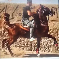 کشش گرم یا فروش اسپرم سیلمی کرد