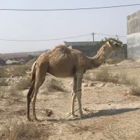 شتر|حیوانات مزرعه|بندرعباس, |دیوار