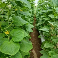 مشاوره میدم در کشت های گلخانه ای