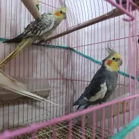 جفت عروس هلندی
